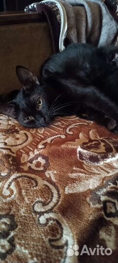 Кошечка Ночка