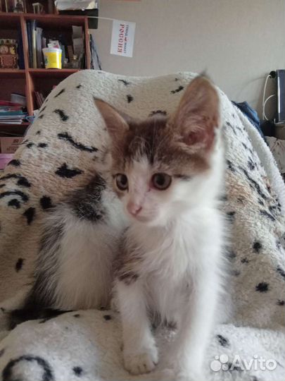 В добрые руки