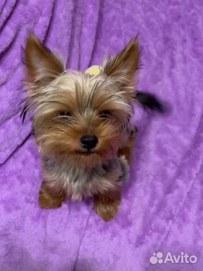 Йоркширский терьер