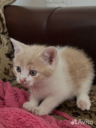 Отдам котят