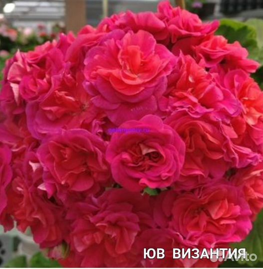 Пеларгонии сортовые (герани)