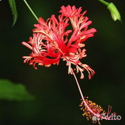 Махровые гибискусы и многое другое