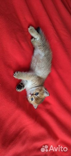 Шатланские котята