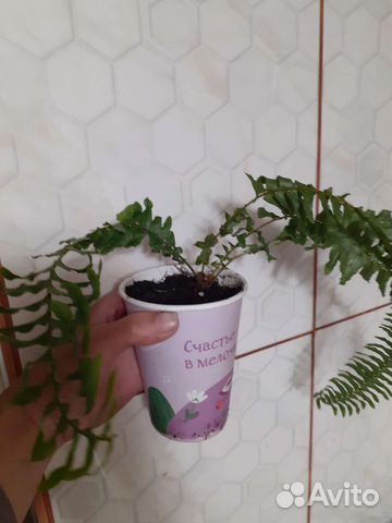 Комнатные растения