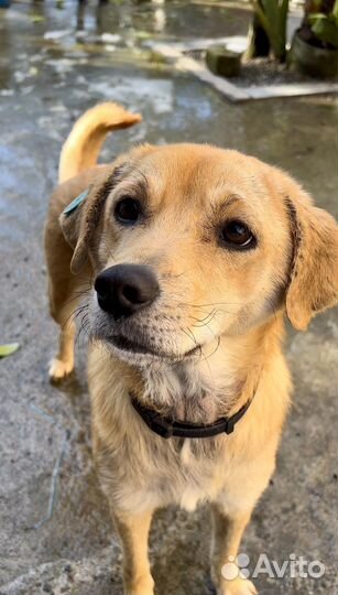 Собака в добрые руки метис лабладора