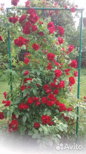 Роза плетистая красная Гранд Отель и Ясмина