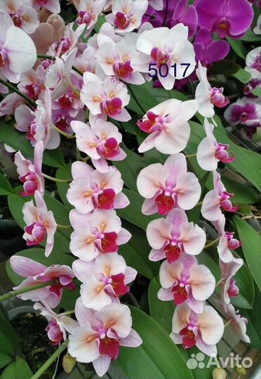 Орхидея фаленопсис бабочка