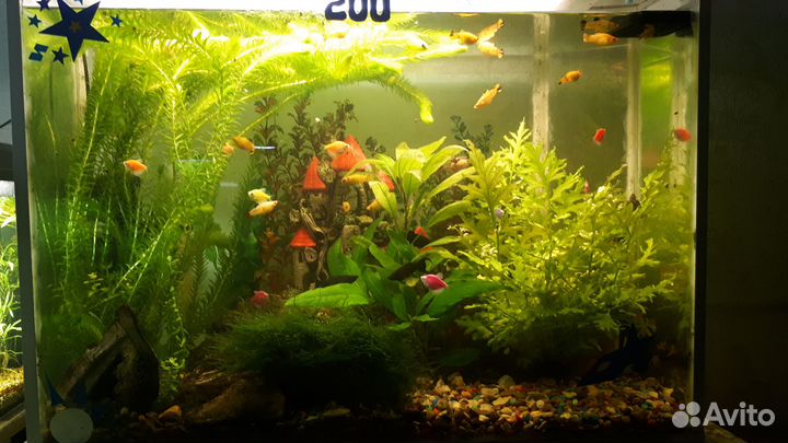 Растения и рыбки(гуппи,моллинезия,данио,тернеция)