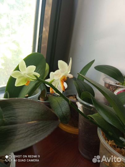 Орхидея Мини Марк ароматная