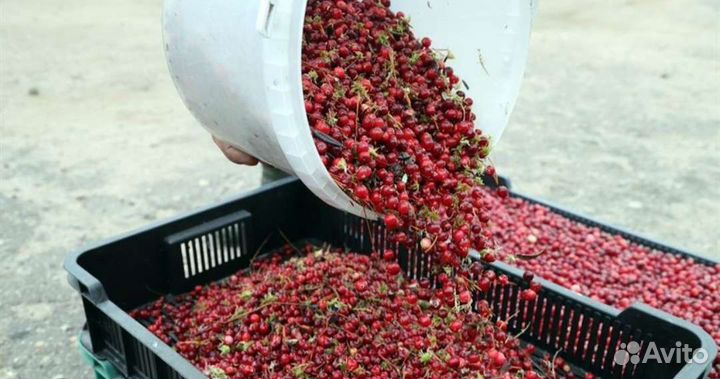 Клюква свежая с доставкой по Крыму