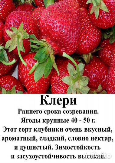 Рассада клубники