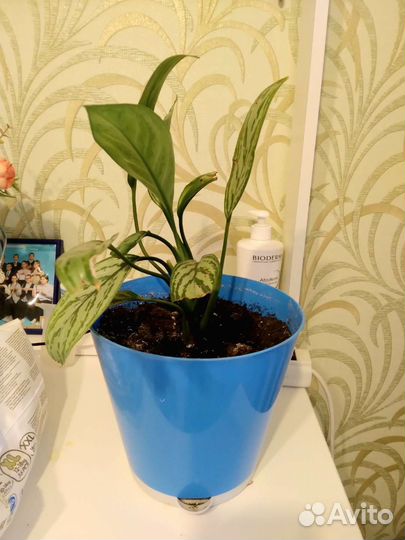 Диффенбахия