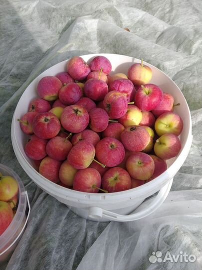 Ранетки воспитанница