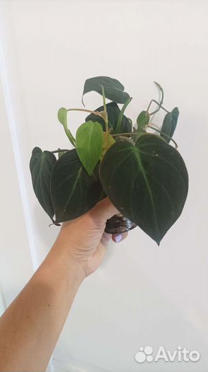 Филодендрон миканс