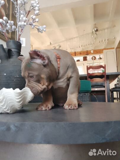 Американский булли Николас