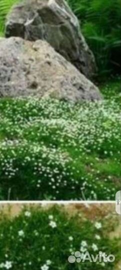 Спирея,почвопокровники