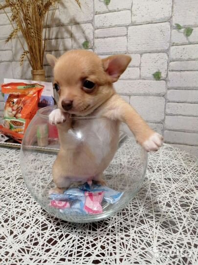 Щенки чихуахуа