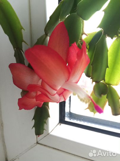 Декабрист, пурпурный с белым