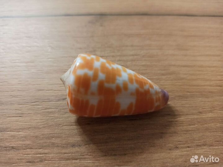 Морская раковина