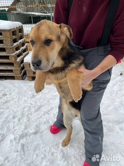 Валли плохо в приюте. Спасите его оттуда