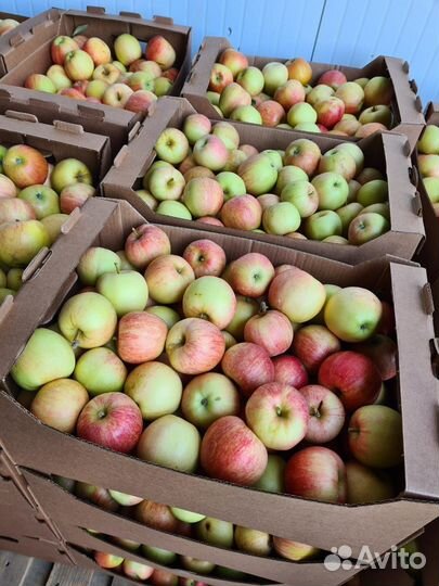 Яблоки оптом