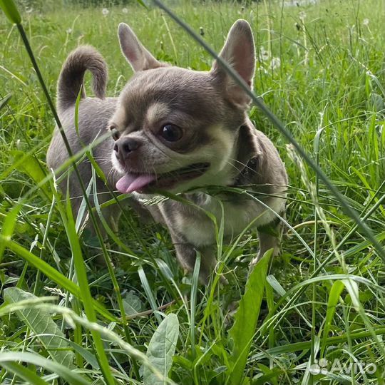 Чихуахуа кобель на вязку