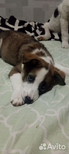 Отдам собачек, в добрые руки, бесплатно