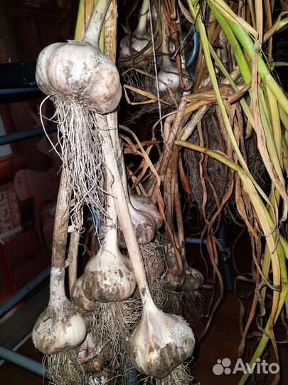 Укроп заготовки, сельдерей, петрушка, чеснок