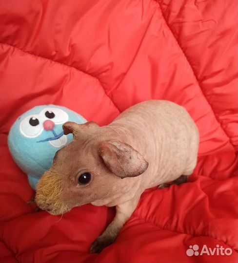 Морская свинка Скинни