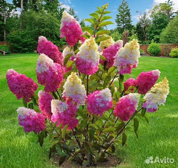 Гортензия Фрайз Мелба и Ванила Фрайз, метельчатая