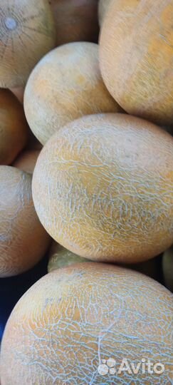 Дыня оптом
