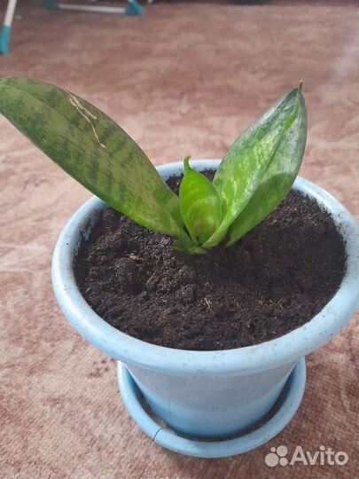 Комнатные цветы