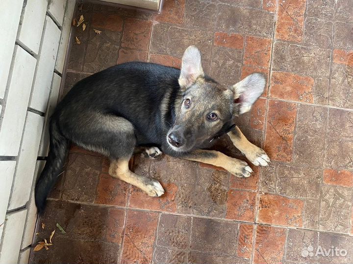 Щенок бесплатно