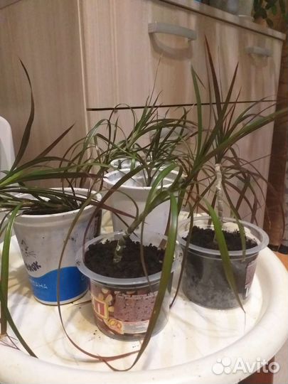 Драцена маргината