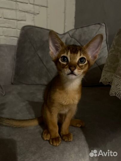 Абиссинские котята
