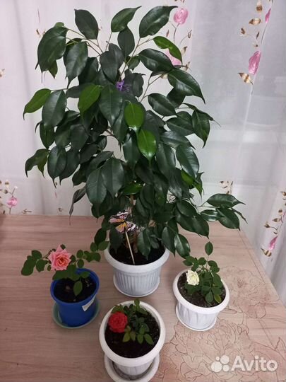 Фикус бенджамина; Каучук; молочай;