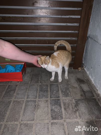 Найден рыжий кот