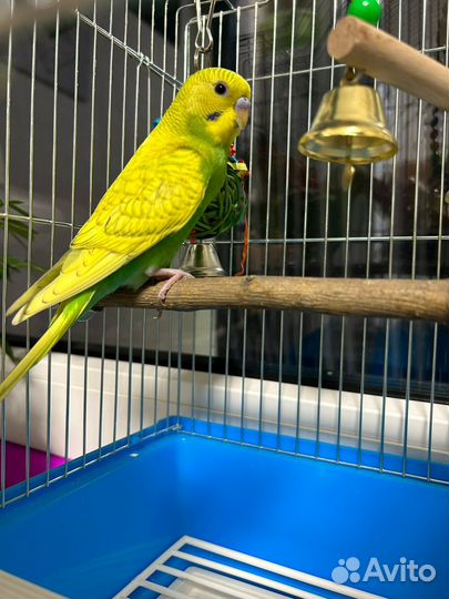Волнистый попугай с клеткой