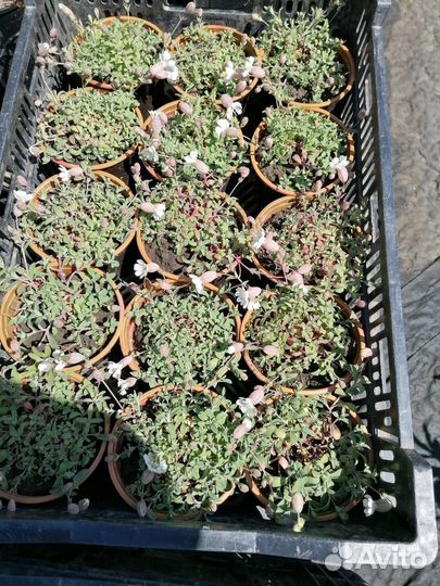 Перегной готовый 3г,чернозем великолепный, привезу