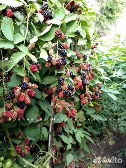 Ежевика садовая без шипов саженцы