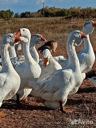 Холмогорские гуси