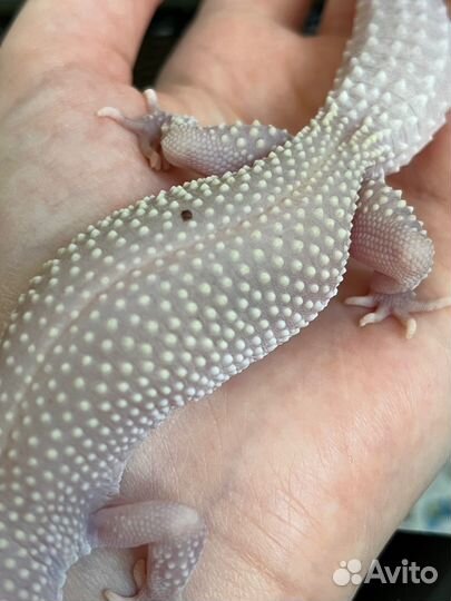 Эублефар с террариумом