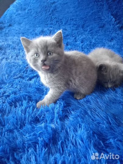 Шотландская