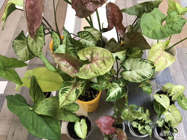 Калейдоскоп сингониумов больших и маленьких