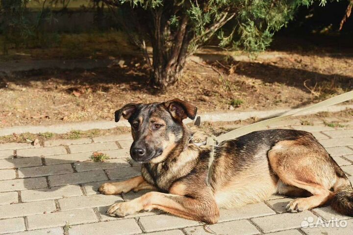 Собаки бесплатно в добрые руки