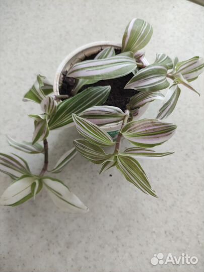 Традесканции