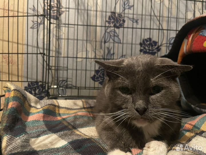 Котики бесплатно в добрые руки