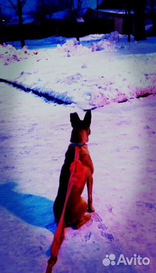 Выгульщик собак