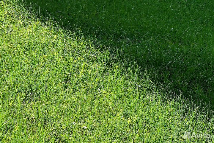 Доставка рулонного газона