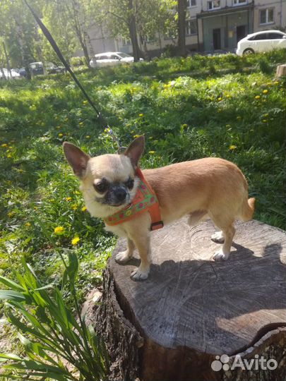 Вязка. Мини кобель Чихуахуа